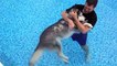 Il place son vieux chien dans la piscine pour le soulager de ses pattes arrières