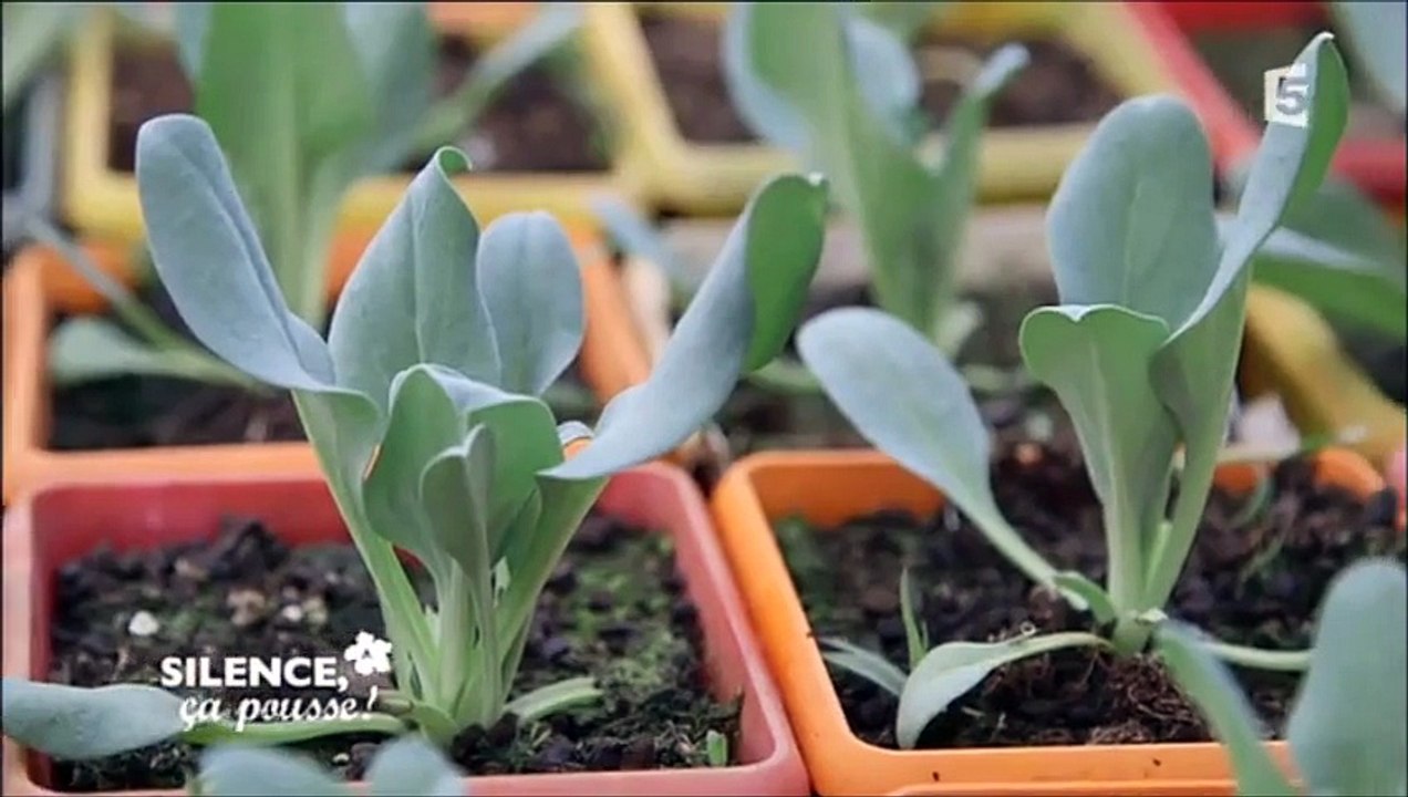 Mertensia maritima, plante au goût iodé - 29.04.2015 - Silence, ça pousse ! à Biganos en Gironde