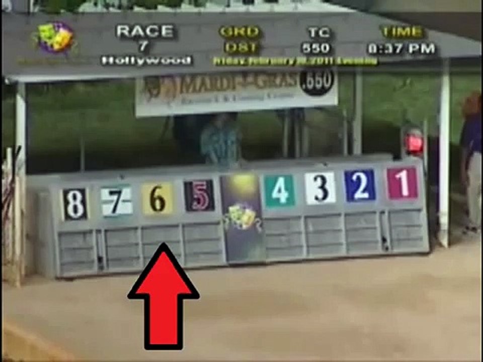 Amazing Greyhound Race.flv