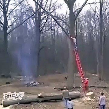 Así mismo se deberían defender los árboles nativos chilenos.