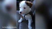Eight-week-old Buck is VERY confused by his hiccups