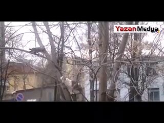 Karganın Fendi Kediyi Yendi