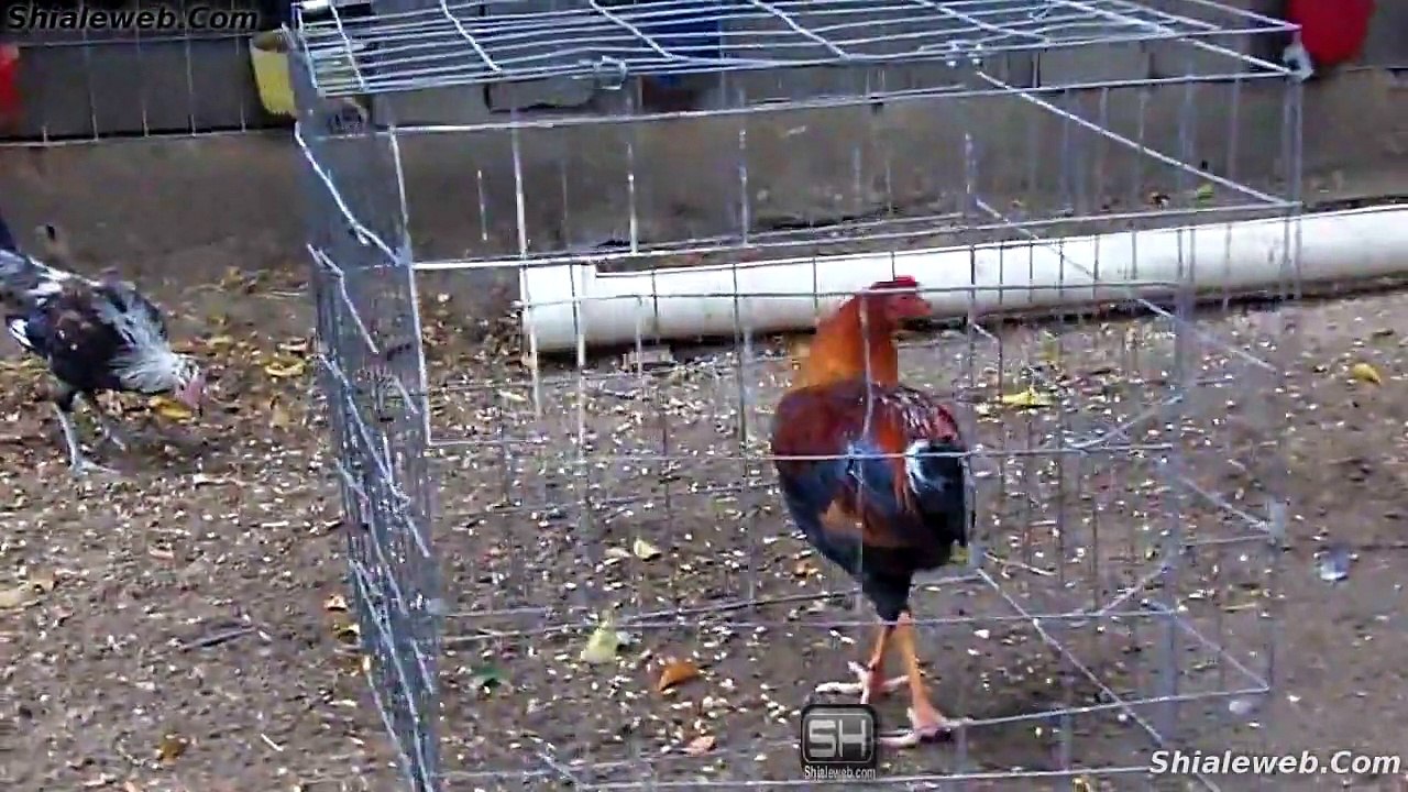 EXPOGALLOS POLLOS Y GALLOS DE PELEA LA MEJOR CALIDAD EN AVES AL MEJOR PRECIO PARA PALENQUE