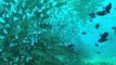 Adventurous Diver Swims Through Massive School of Fish