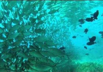 Adventurous Diver Swims Through Massive School of Fish