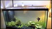 DIY LED Planted Aquarium Grow Light making