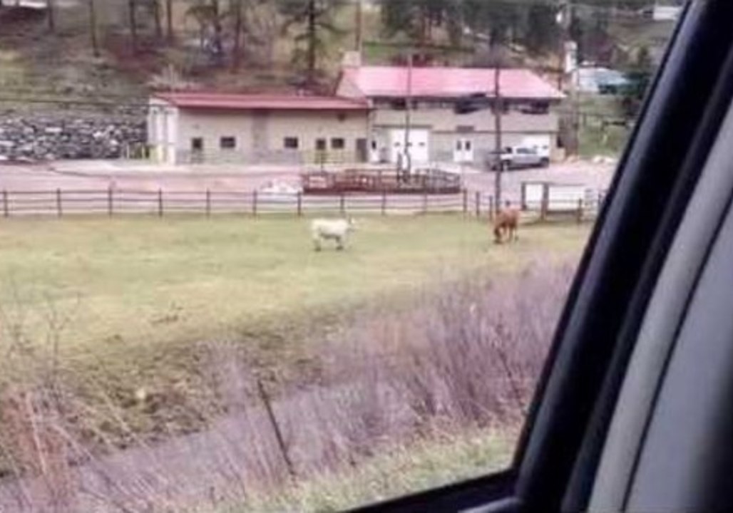 Cow Seeks New BFF