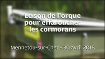 VIDEO. Loir-et-Cher : le son de l'orque pour effaroucher les cormorans