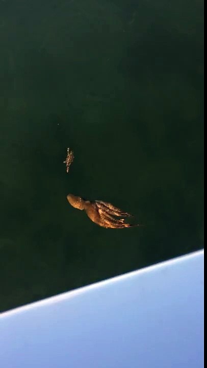 Quand la pieuvre chasse le crabe