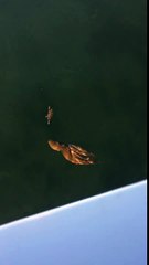 Quand la pieuvre chasse le crabe