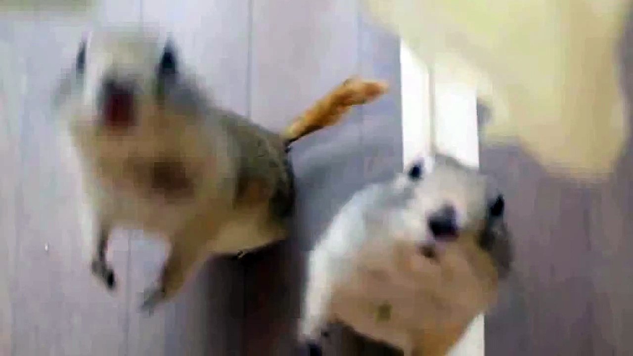 Squirrel are thugs