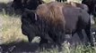 Buffalo Herd, Custer State Park, South Dakota, USA