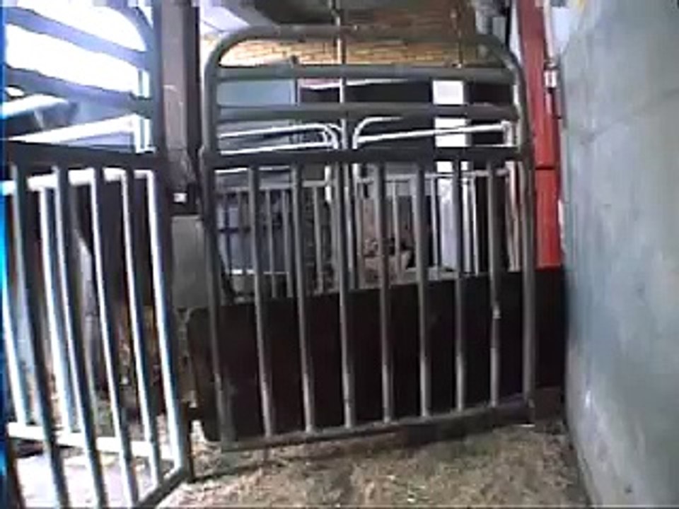 Sheep Slaughter 5