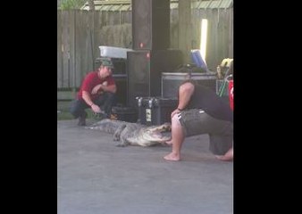 Cocodrilo sorprende a entrenador con fuerte mordida