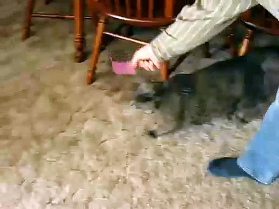 Cat vs postit