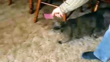 Cat vs postit