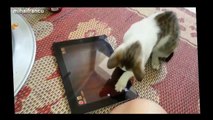 video hài hước - Funny Cats   Funny Pranks Funny Animals Videos | Funny Dogs 2015 ✯