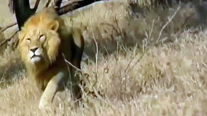 Lion vs Cheetah to Death - Real video