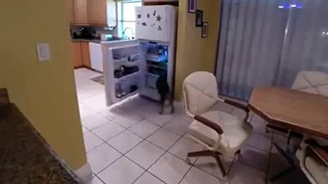 Un chien sait comment manger dans le frigo