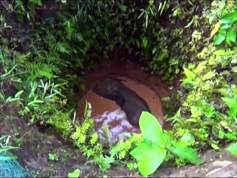 Sauvetage d'un éléphanteau dans un trou