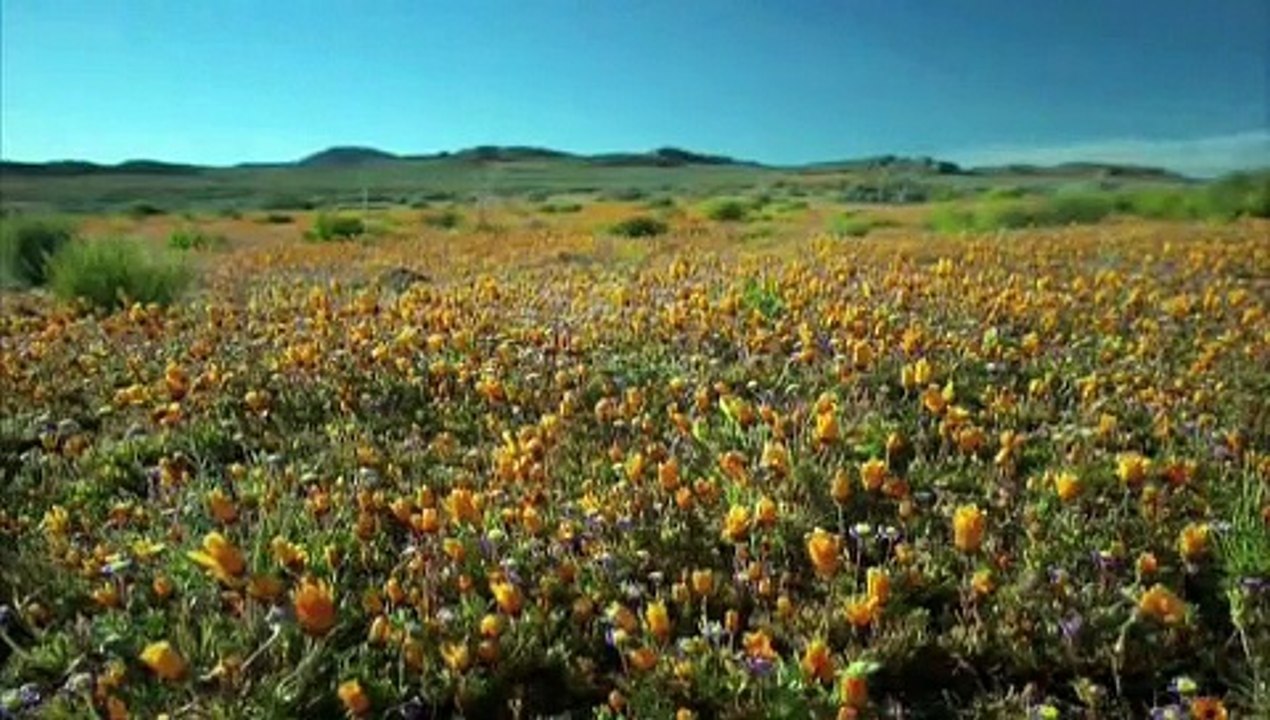 tasbeeh Subhan ALLAH wa be Hamde he Subhan ALLAH al Azeem& سبحان الله و الحمد لله وﻻاله اﻻ الله والله اكبر ♥