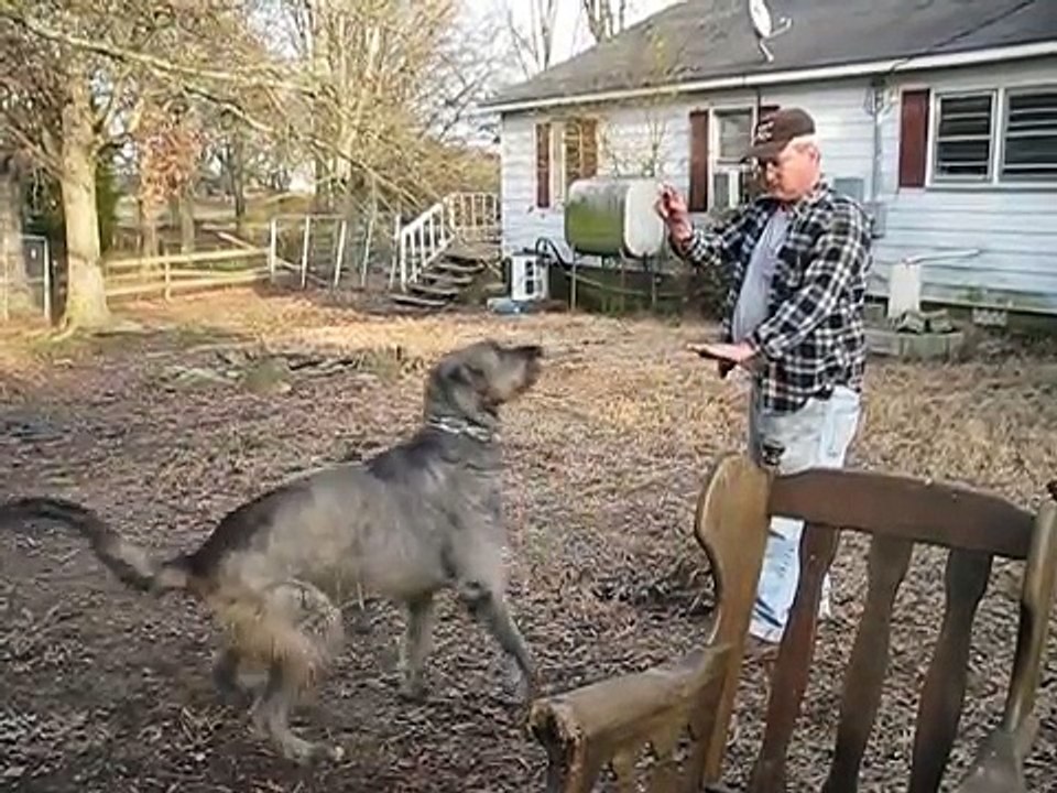 Irish Wolfhound and attack training