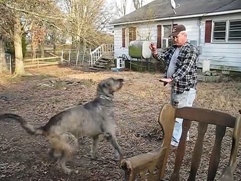 Irish Wolfhound and attack training
