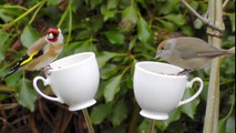 Beautiful Birds on The Teacup Bird Feeder - Bullfinch Goldfinch Robin Blackcap