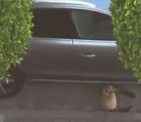 Rescatan a león marino que deambulaba por calles de San Francisco