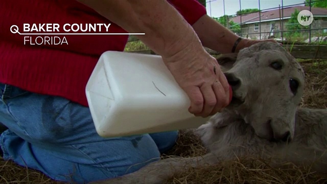 Rare Two-Headed Calf Is Sweet, But Also Sort Of Disconcerting
