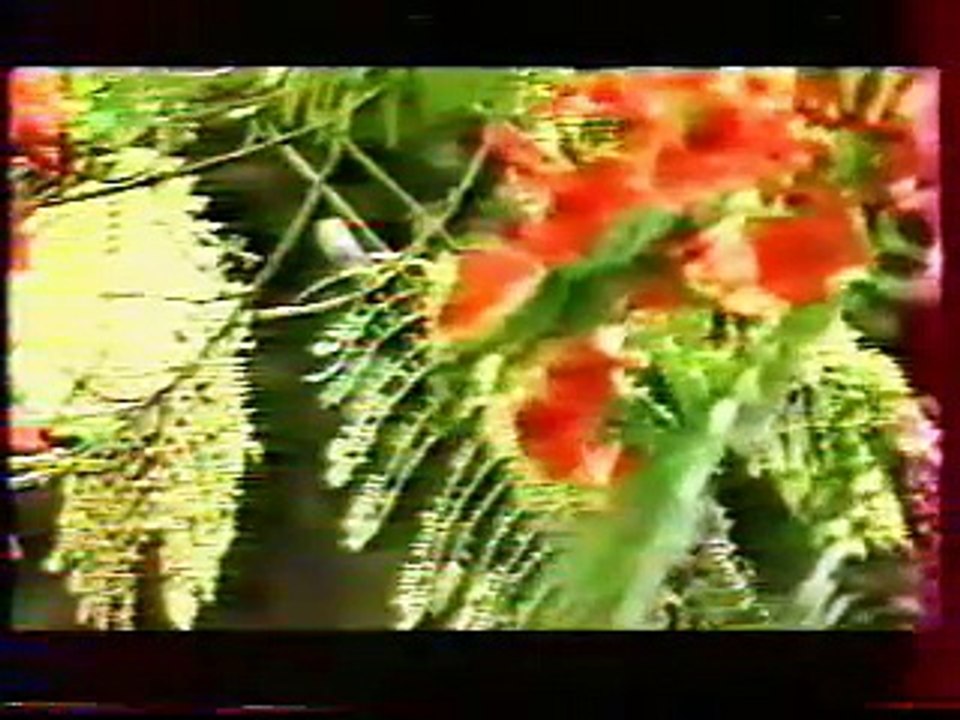 Zouk machine - Sové lanmou