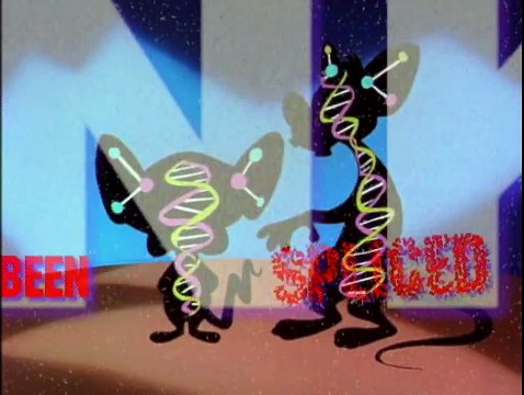 Pinky and The Brain Intro