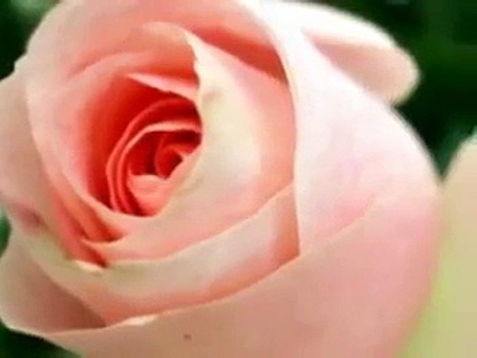 Barış Manço - Gül Pembe