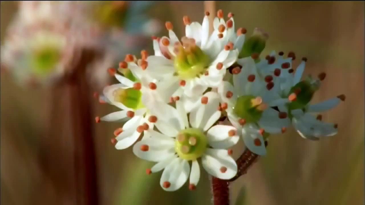 Animal Planet 2015 Discovery Channel Wildlife Animals Snowy Owl Documentary [720 HD]