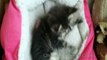 Chatons maine Coons 8 semaines (helfina coons)