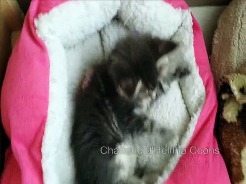 Chatons maine Coons 8 semaines (helfina coons)