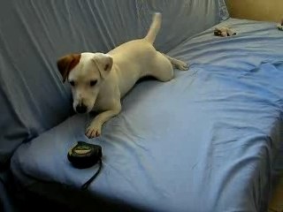 Virgul pète un câble