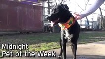 Pet of the Week: Midnight [Labrador retriever/Australian cattle dog mix]