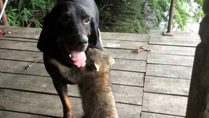 Coon dog rock and raccoon ringo playing...