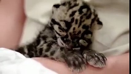 Ce bébé-léopard a bien du mal à se réveiller