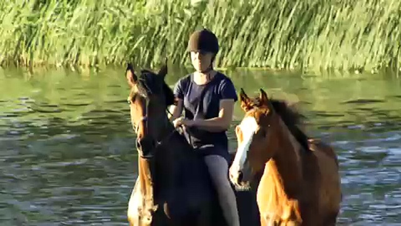 Swimming with Horses ULRICH SCHNAUSS Schwimmen mit Pferden