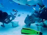 Cod Feed at Code Hole, Great Barrier Reef, Australia