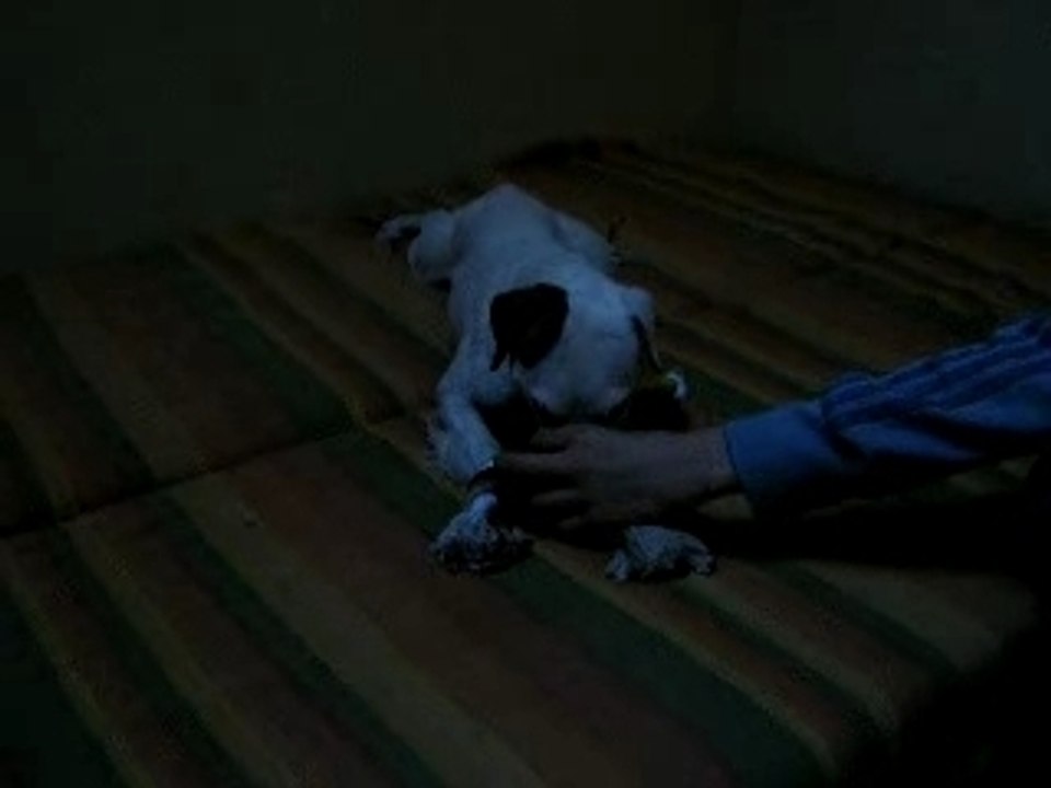 Virgul s'éclate et éclate sa poule