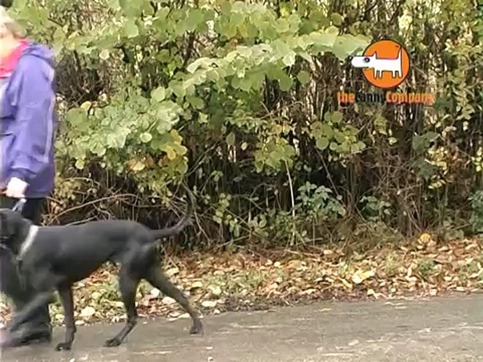 Le Canny Collar - Le meilleur collier pour empêcher les chiens de tirer sur la laisse