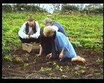 Potato Famine in Ireland Irish Hunger