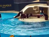 Espectaculo de focas Loro Parque