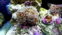 HD - Underwater Garden - BioCube 14 Coral Reef and Fish Aquarium Tour - Lumix LX5 (Panasonic)