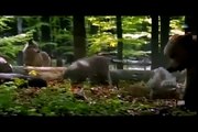 Wildlife BiH  | Medvjed - Vuk  |  Bosnian Brown Bear - Bosnian Grey Wolf