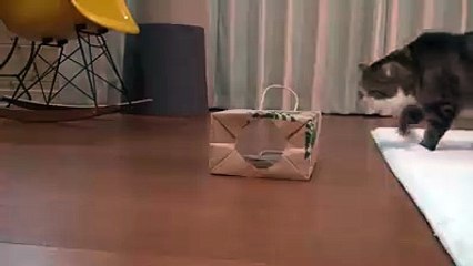 لابد من مكان ترتاح فيه أكثر من غيره, هذا القط قد وجده تفرج