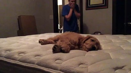 Meets puppy for the first time